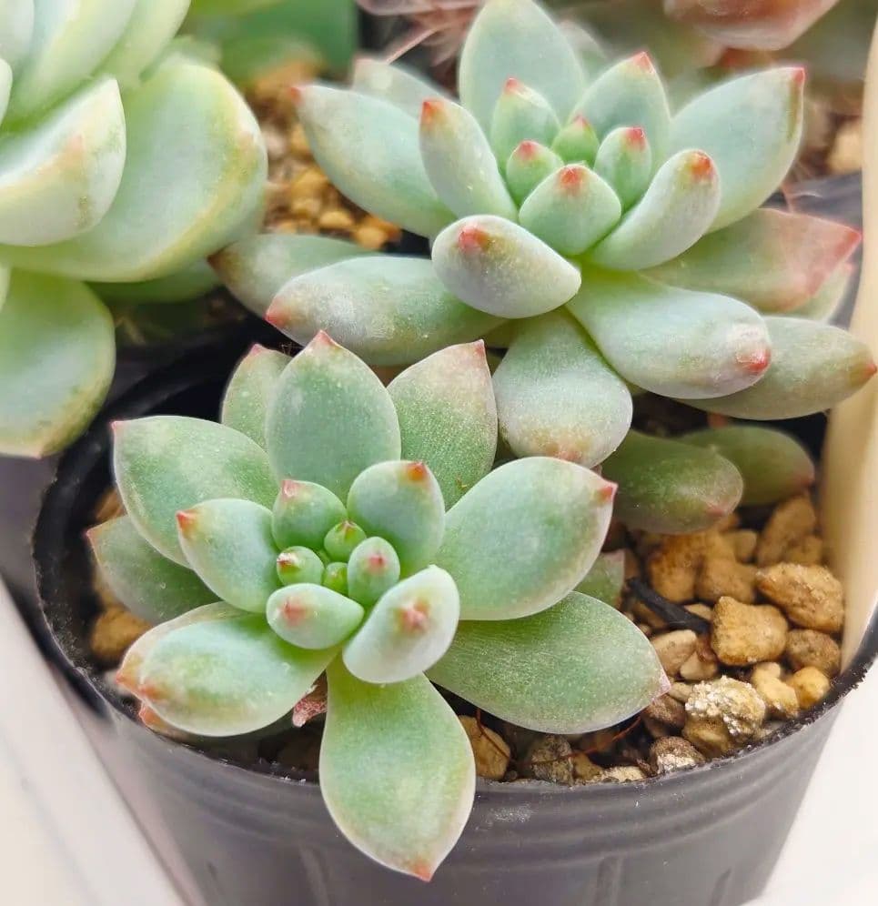 ⑯つらら❣️かもめ❣️バブリー❣️発根済!つぶつぶ屋さん ネコポス