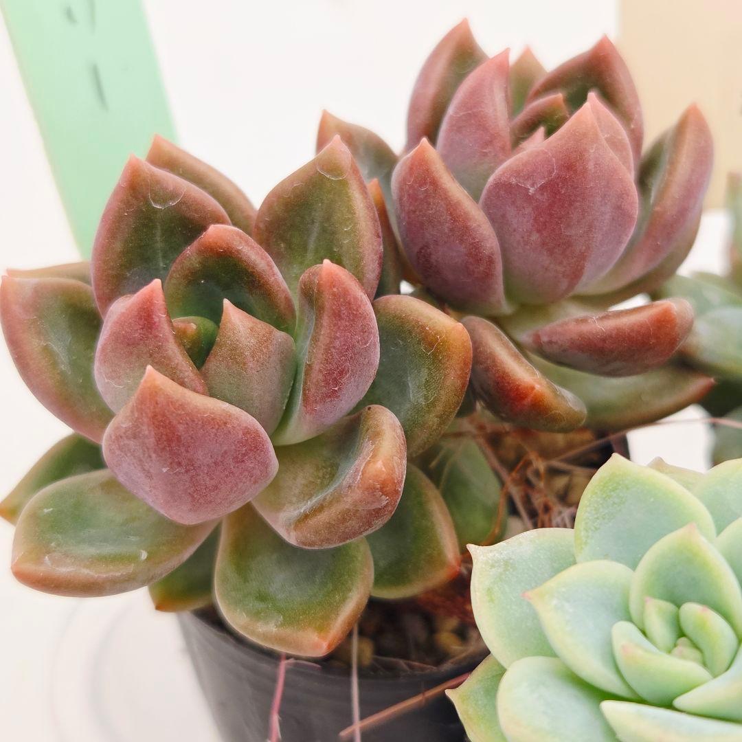 ⑯つらら❣️かもめ❣️バブリー❣️発根済!つぶつぶ屋さん ネコポス