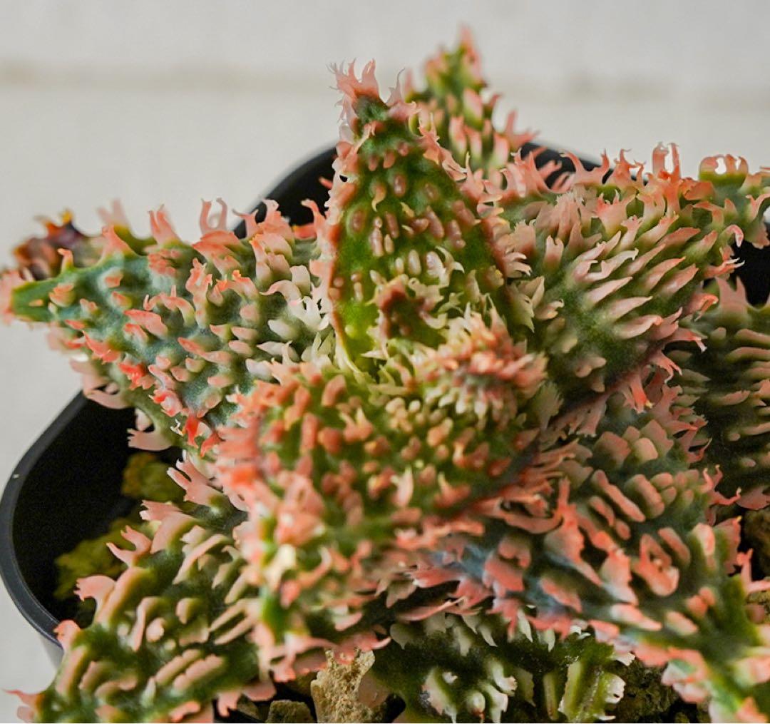 アロエハイブリッド 実生株 - メルカリ