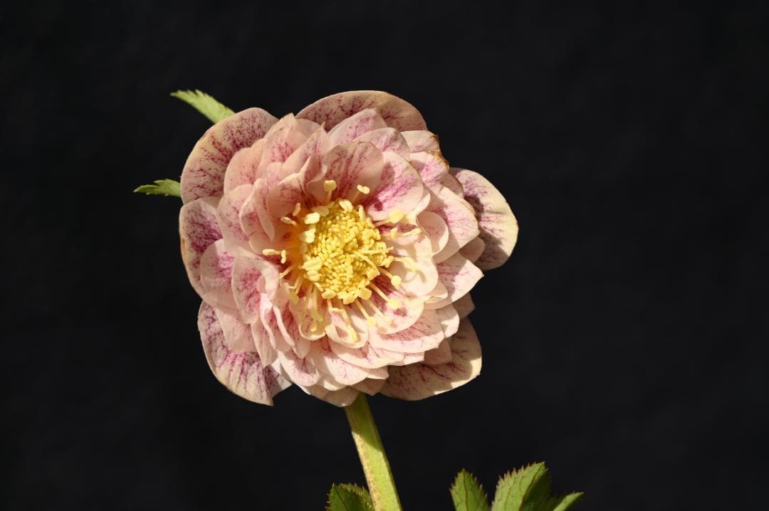 認定‼プリマヴェーラゴールド クリスマスローズ 加藤農園