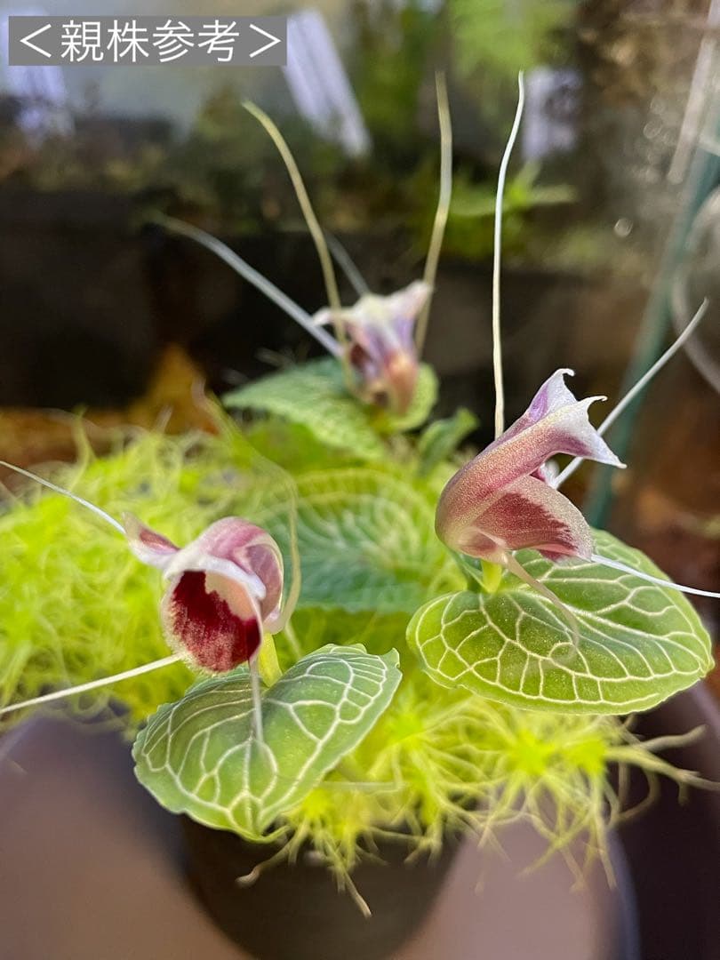 コリバス】Corybas Sp.(開花済み) 1球 - メルカリ