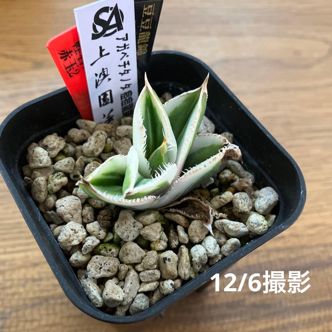 錦フェア【鉢ごと発送】速達 選抜 安定株 アガベ 豆豆龍錦 覆輪斑