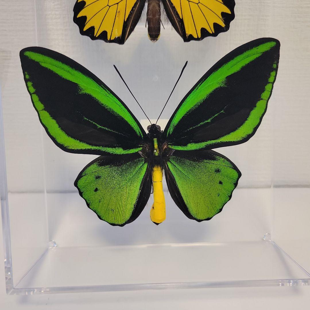 蝶の標本 トリバネチョウの世界(珍A1) M109859408 公式 ストア