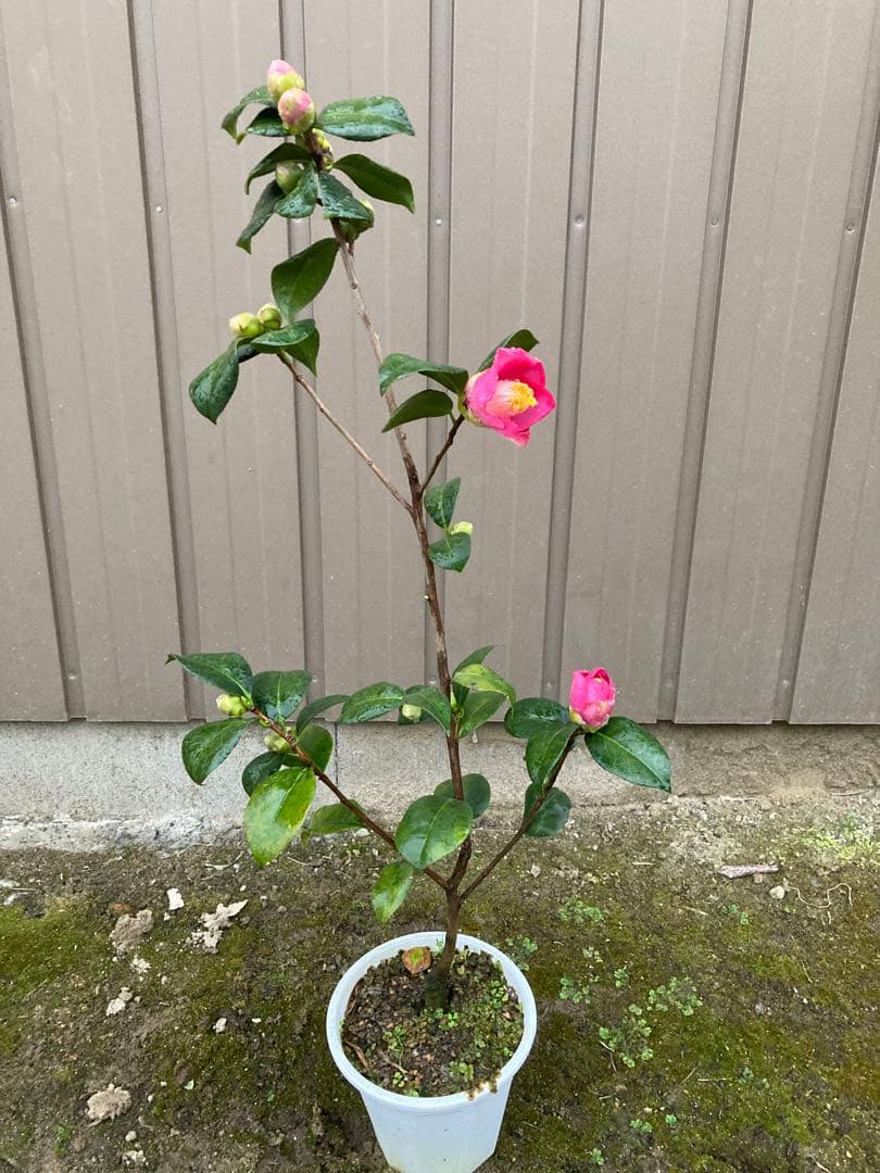 椿(ツバキ)接木苗 藤衣