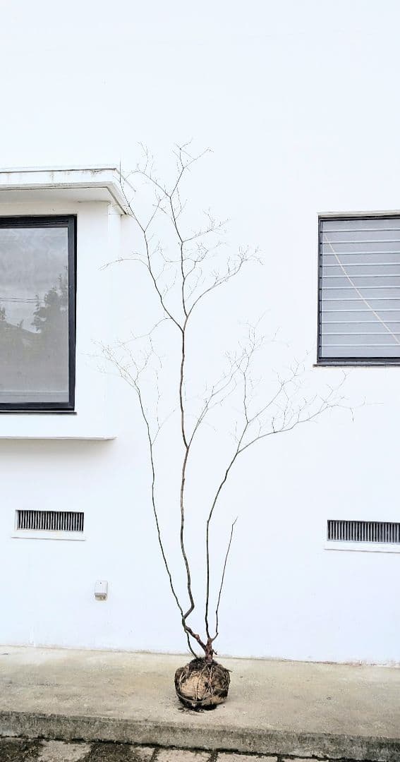 HIME_01_17さま。。山採りコハウチワカエデ。