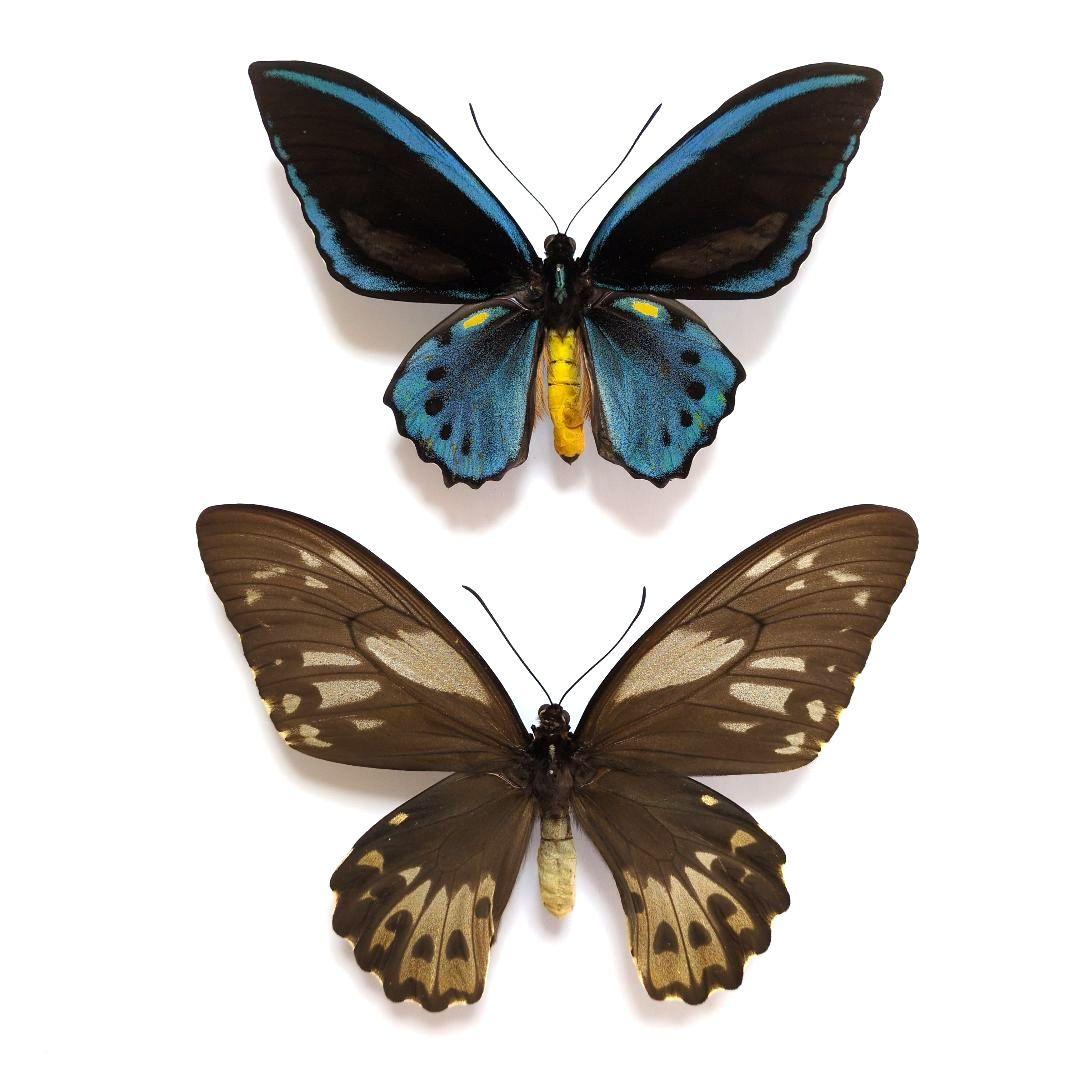 蝶標本　ヒメアオメガネトリバネアゲハ　ペア 蝶標本 ヒメアオメガネトリバネアゲハ ペア 蝶標本 メガネ