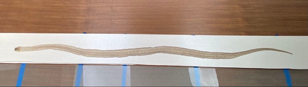 アオダイショウ抜け殻 アオダイショウの抜け殻 | 山の便り