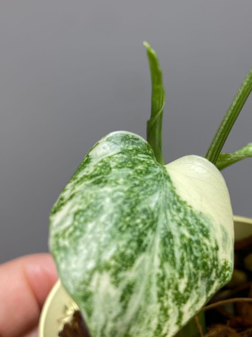 m*r様 【極斑タイプ✨】モンステラ デリシオーサ レガシー 斑入り 希少