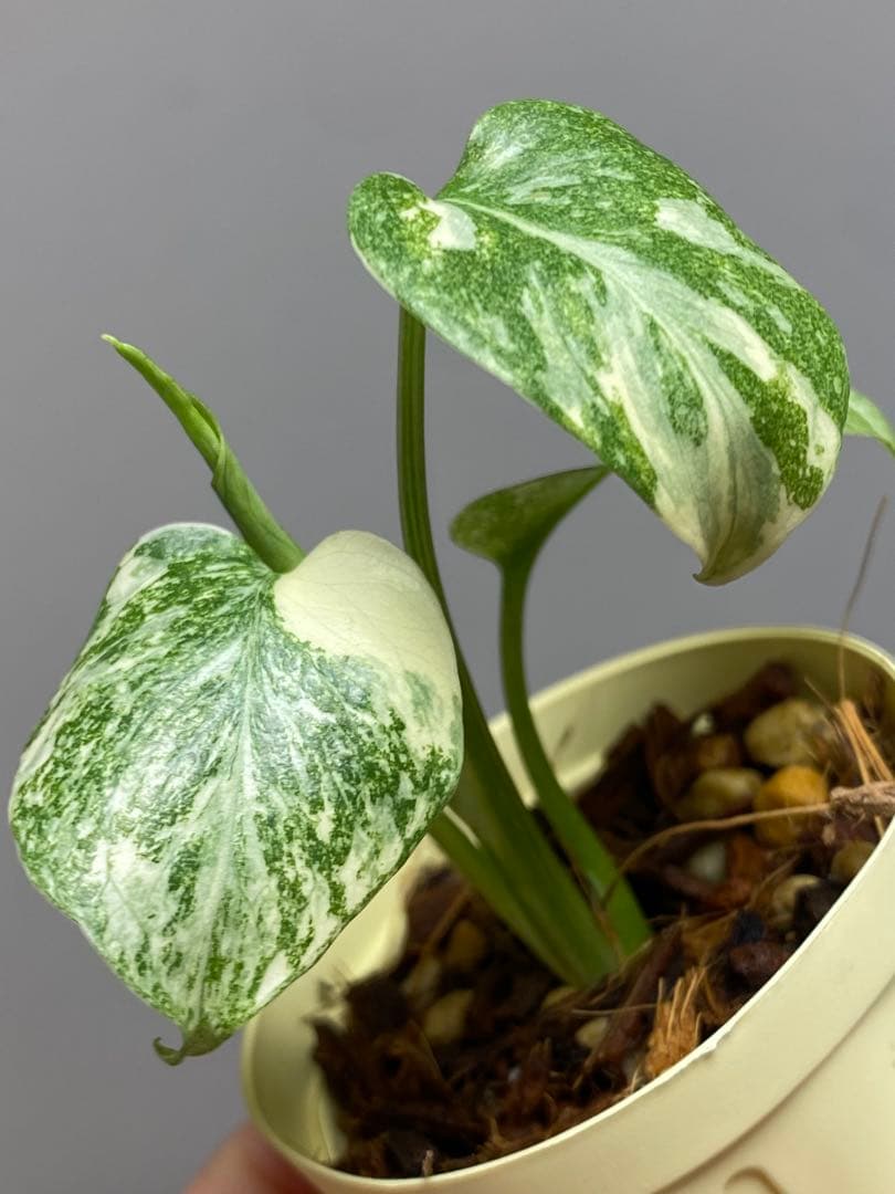 m*r様 【極斑タイプ✨】モンステラ デリシオーサ レガシー 斑入り 希少