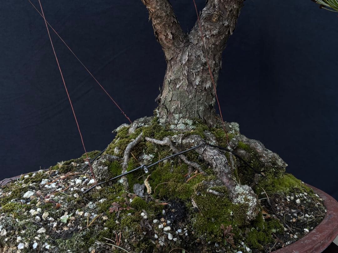 五葉松 盆栽 古木