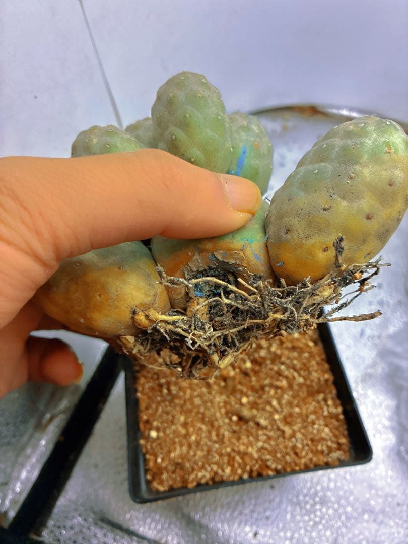 K*a様 T247多頭小型 緑色 球状サボテンテフロカクタス ゲオメトリクス