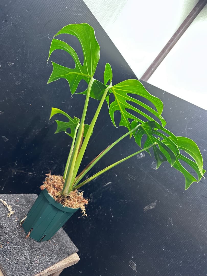 モンステラデリシオーサシエラナオアハカ増殖株大株美葉個体50㎝