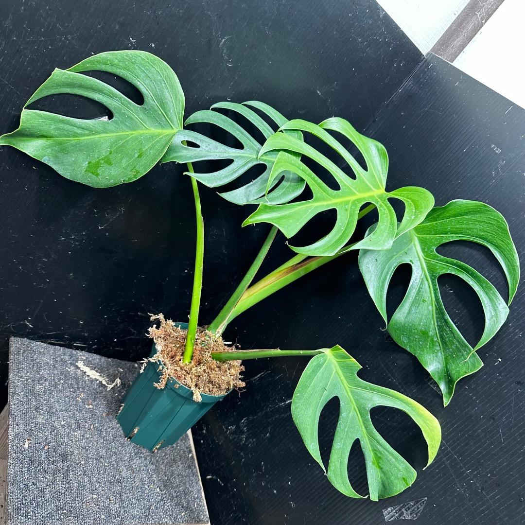 モンステラデリシオーサシエラナオアハカ増殖株大株美葉個体50㎝