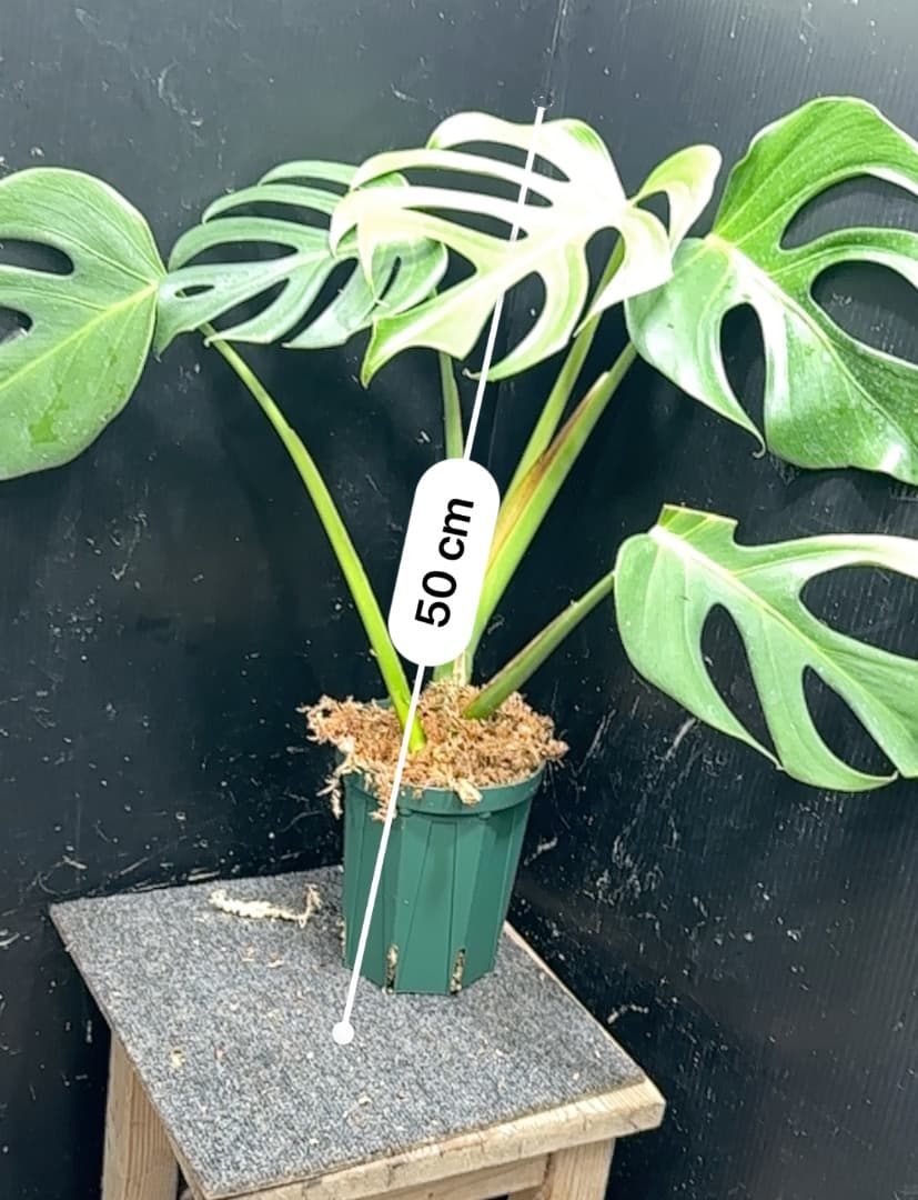 モンステラデリシオーサシエラナオアハカ増殖株大株美葉個体50㎝