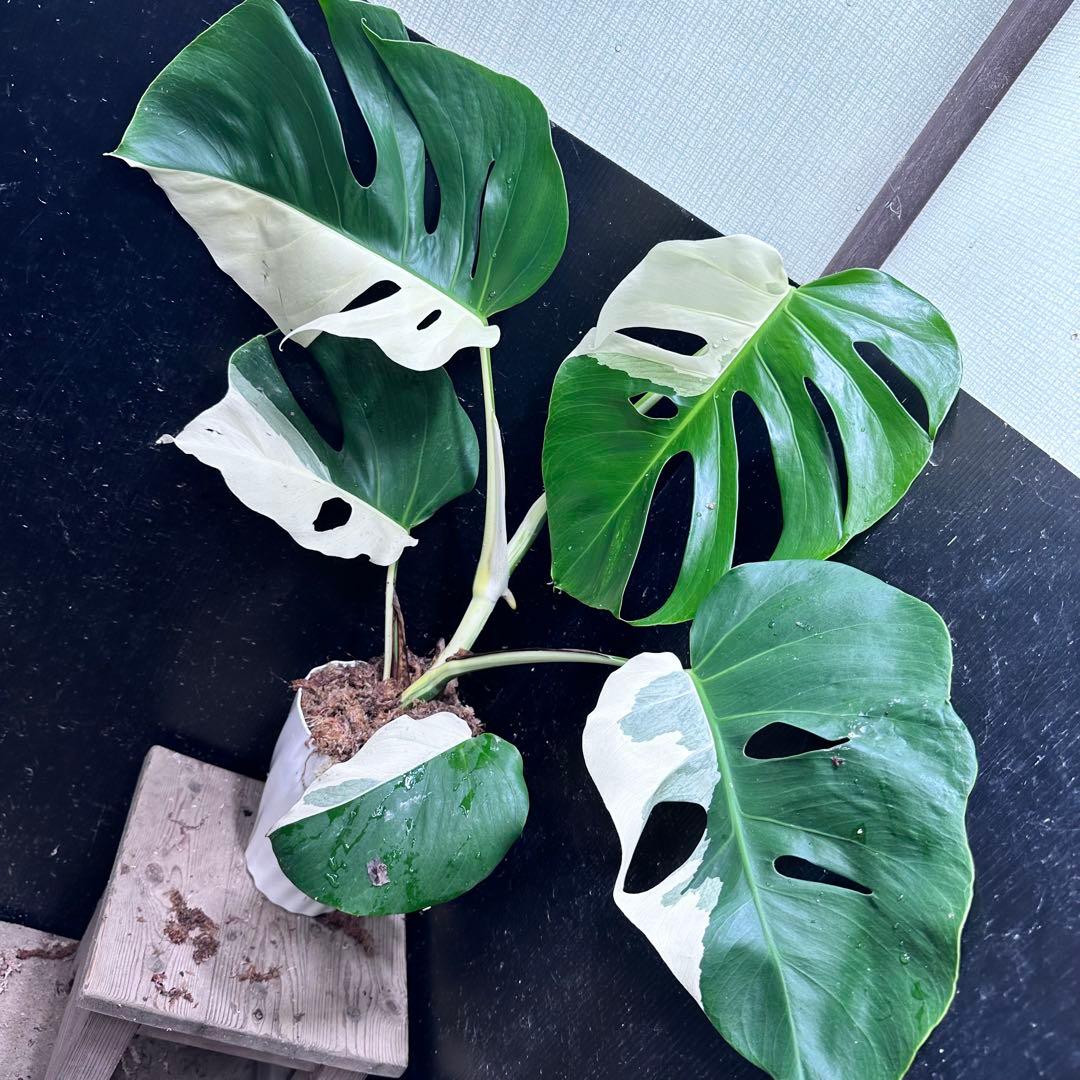 極美斑入り モンステラ ホワイトタイガー ハーフムーン 65cm 鉢付き