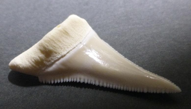 ホホジロザメ（Carcharodon carcharias）の歯 53.4mm