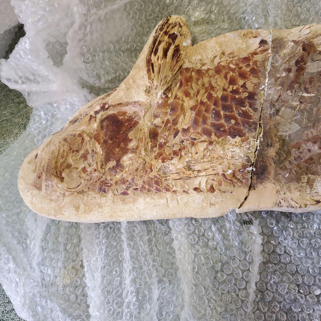 魚の化石 Chloroscyllium sp. 標本 K-1 約100cm - その他一 番 安い