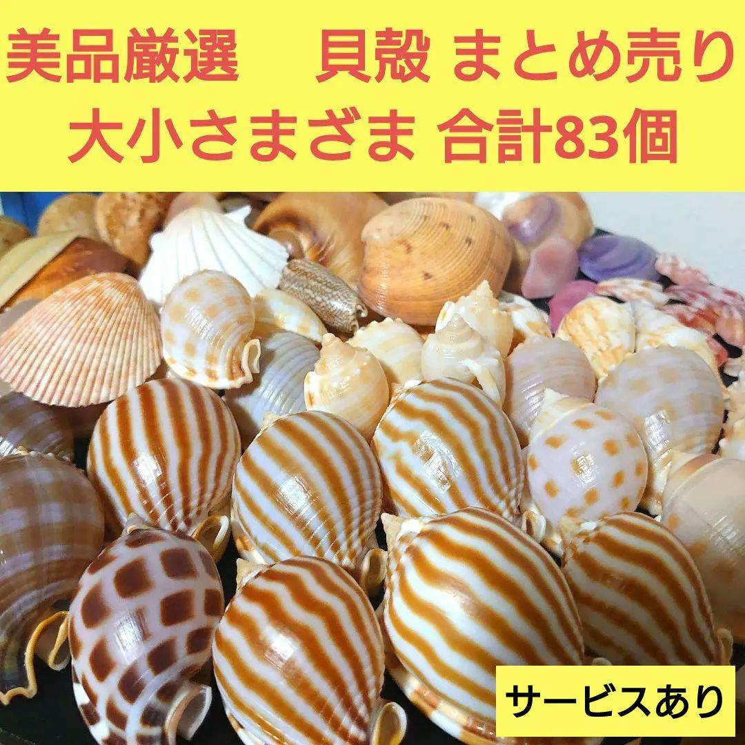 美品厳選‼️貝殻まとめ売り 20種類以上 サイズ大小さまざま 合計83個