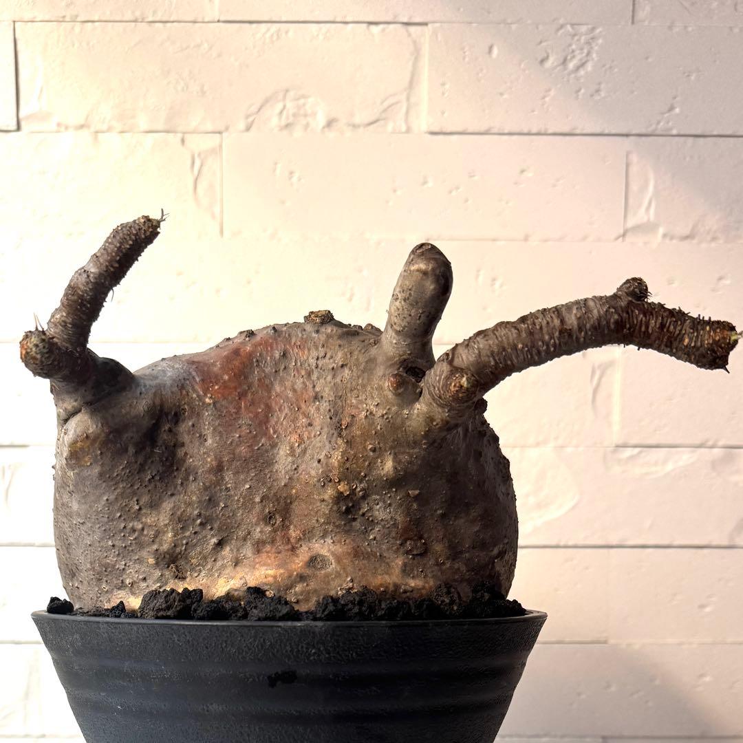 紋次郎様専用】PG40 パキポディウム グラキリス 発根済 現地株 - メルカリ