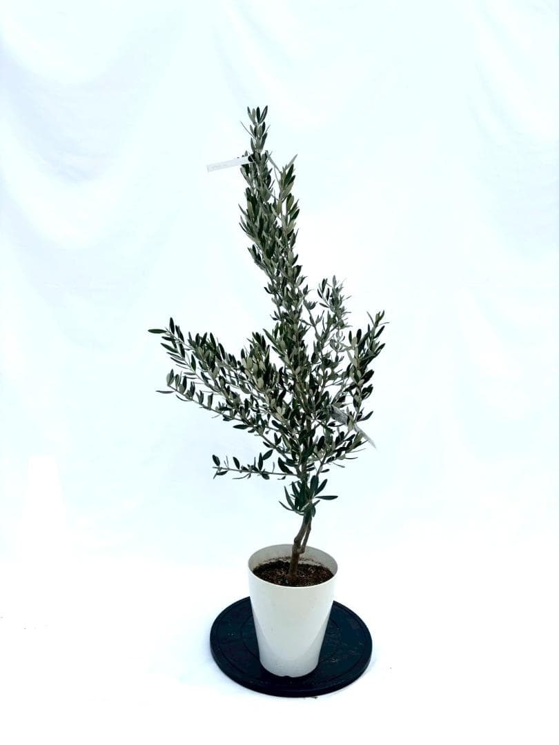 KS専用　オリーブの木　ホワイト2本 Amazon｜オリーブの木 ホワイトキューブ鉢植え 観葉植物 本物 庭木