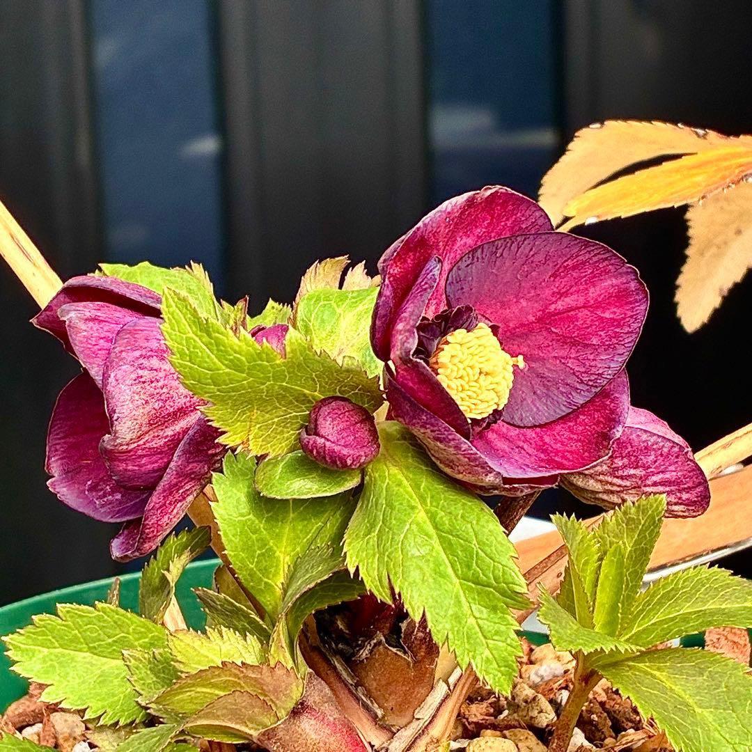 タ*ン様 3485☘️蕾花タグ付☘️極上☘️SD⭐️ダークミスティーク⭐️超小〜