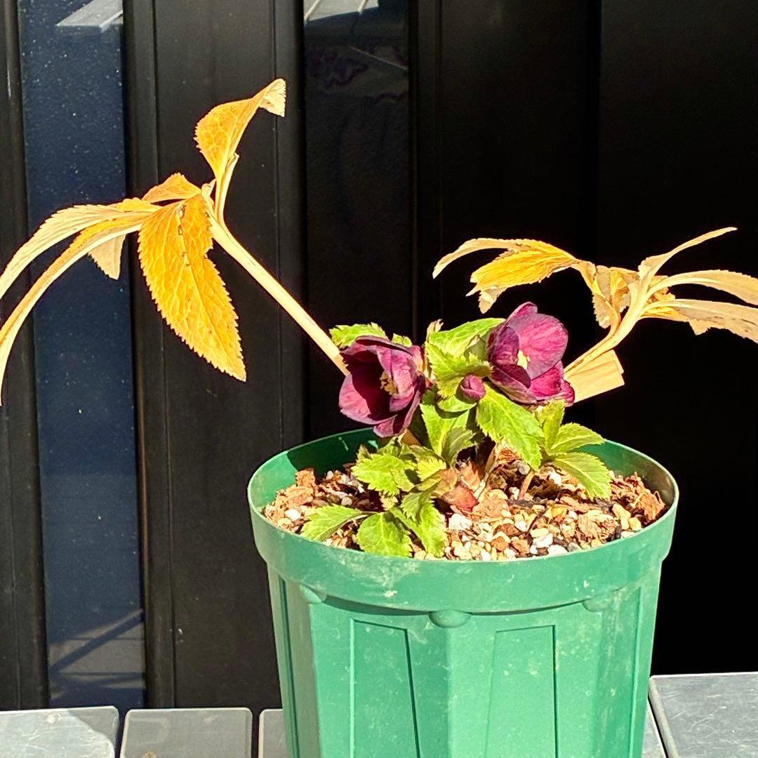 タ*ン様 3485☘️蕾花タグ付☘️極上☘️SD⭐️ダークミスティーク⭐️超小〜