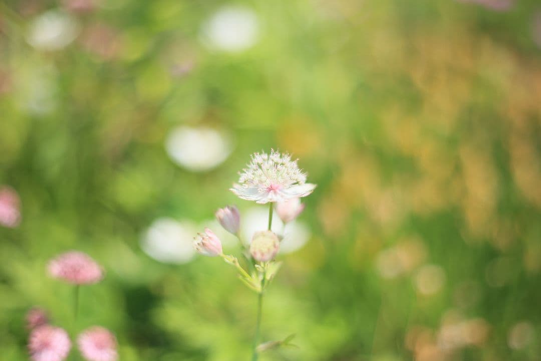 《希少》EBC FUJINON 50mm F1.4 前期型 光学美品【黄変除去】