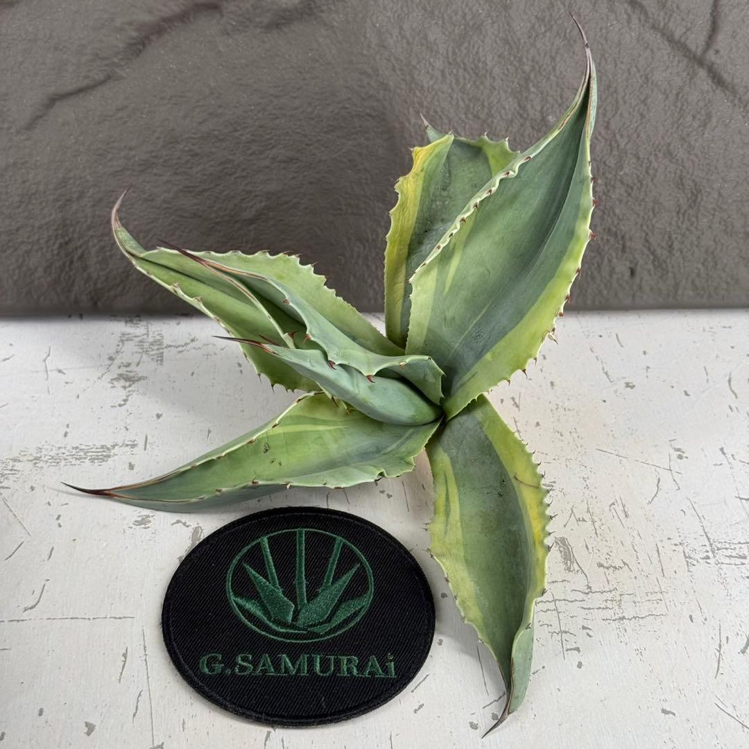 が*ぅ様 【アガベ オバティフォリア“オルカ”】地植え/-18℃まで/極上　L2