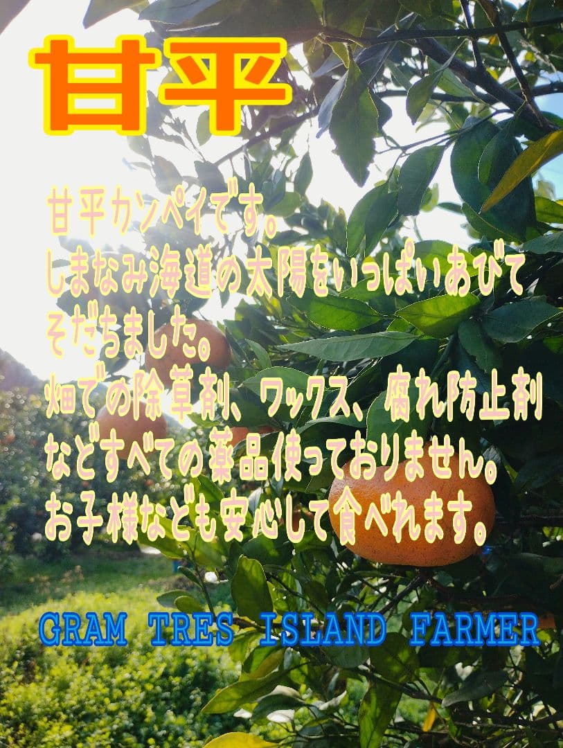 甘平　10kg箱 愛媛オリジナル品種の希少柑橘・甘平をお値打ち価格で販売中【訳あり10kg】