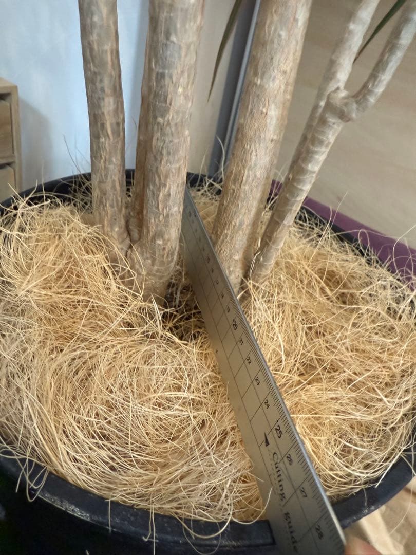 s*e様 (引き取り限定)ドラセナ・コンシンネ “レインボー”