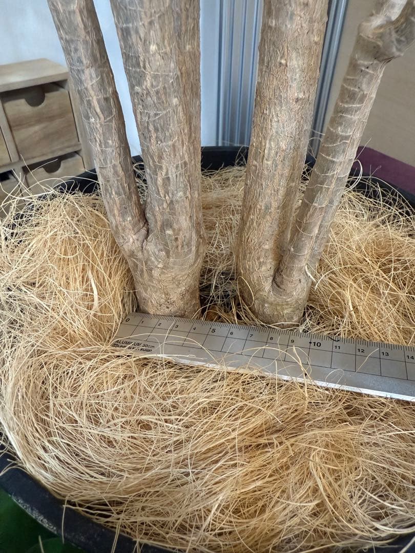 s*e様 (引き取り限定)ドラセナ・コンシンネ “レインボー”