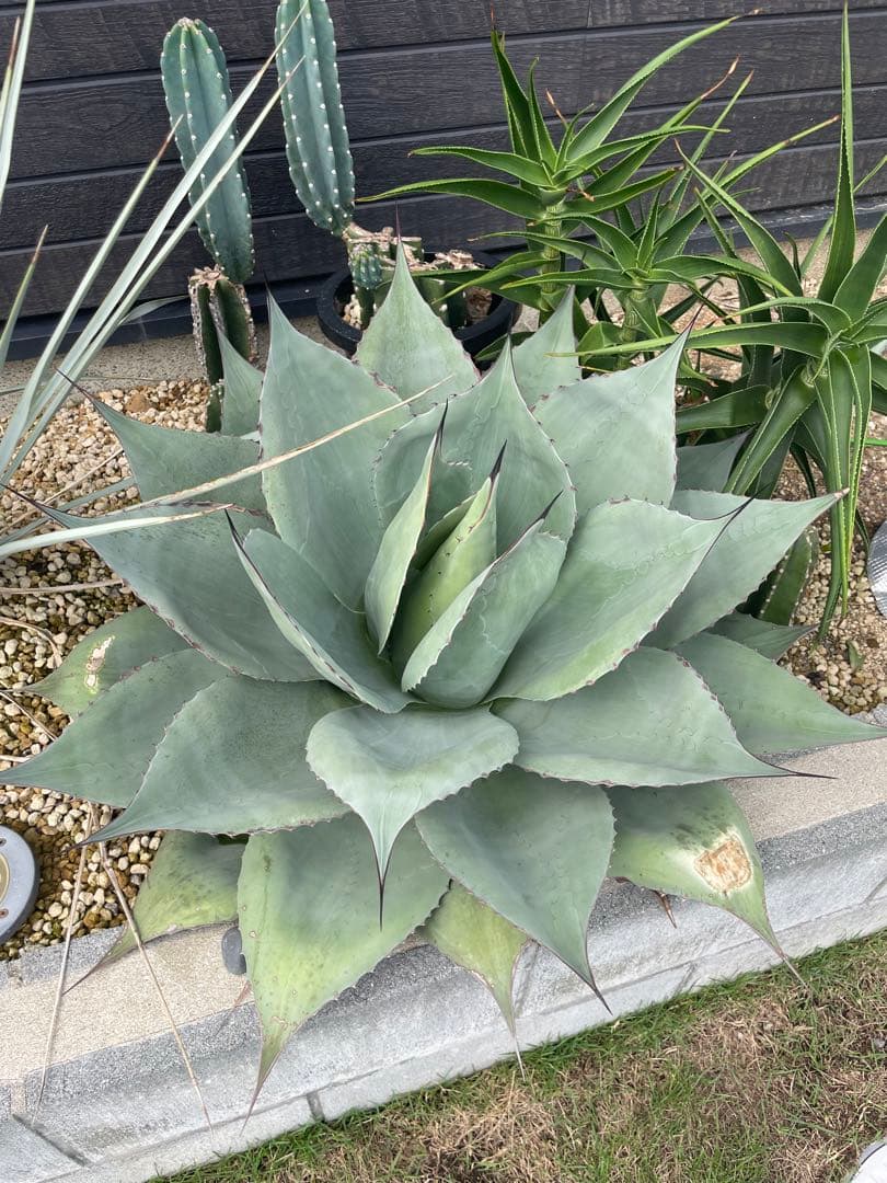 アガベ オバティフォリア 大株 - メルカリ