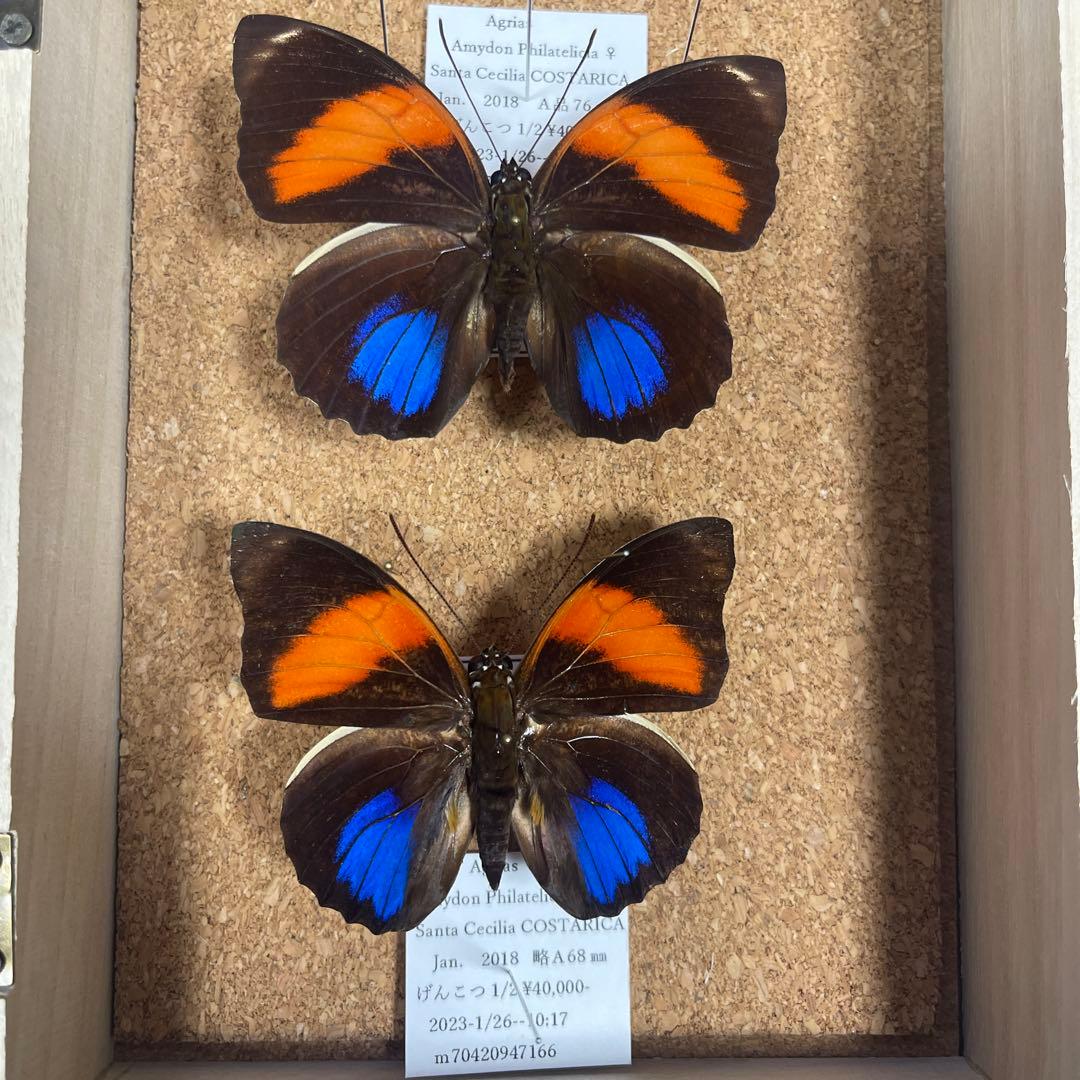 コスタリカ産 蝶の標本 Amathusia phidippus File:Amathusia phidippus.jpg - Wikimedia Commons