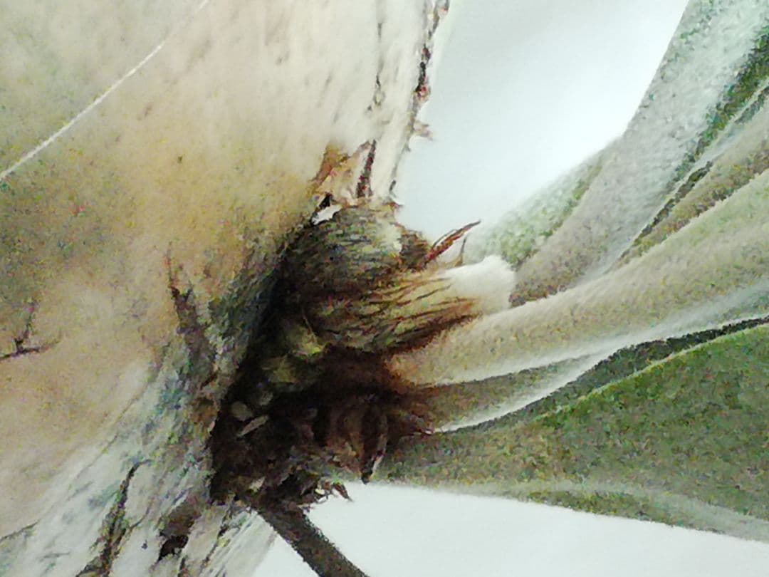 help help helpウイリンキー変異個体株　格好良い大株