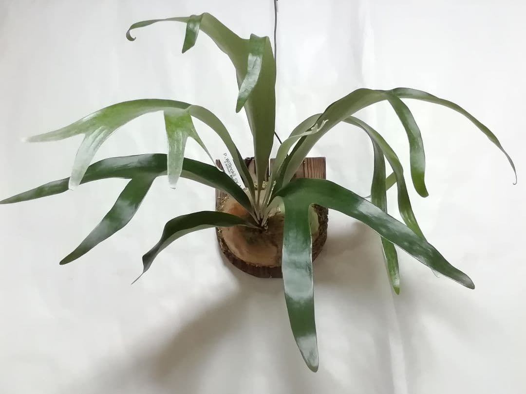 help help helpウイリンキー変異個体株　格好良い大株