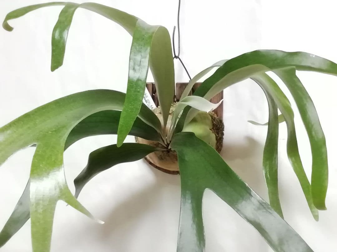 help help helpウイリンキー変異個体株　格好良い大株