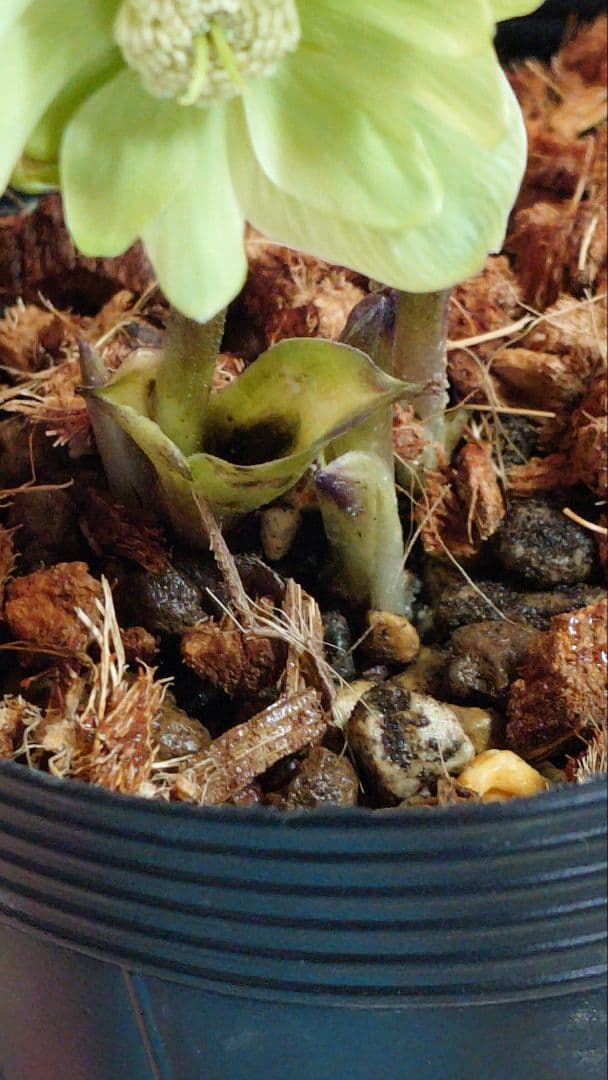 クリスマスローズ株分け - メルカリ