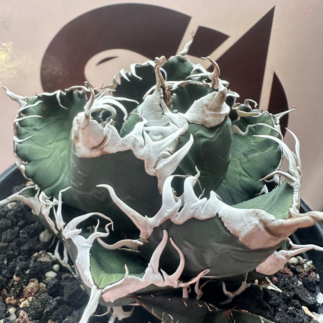 731【上澳園芸】 アガベ チタノタ 悪魔くん メデューサ 良質子株 812【上澳園芸】 アガベ チタノタ 悪魔メデューサ 優良血統子株 - メルカリ