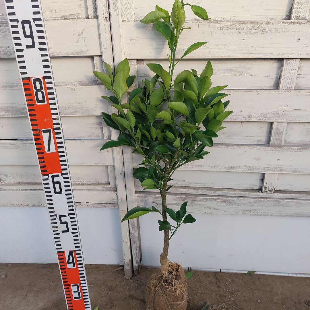 春峰 しゅんぽう 2年生 苗木 - メルカリ