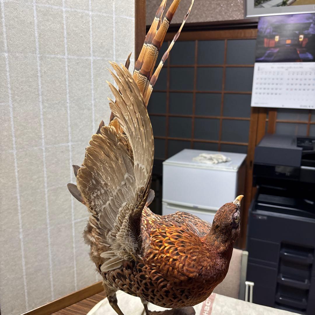 木製 鳥の彫刻 茶色と金色の羽根 雉 剥製 掘り出しもの