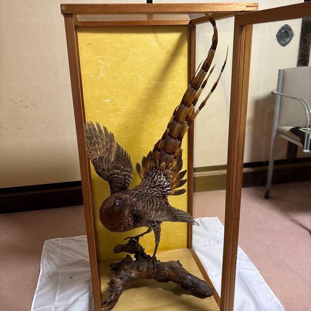木製 鳥の彫刻 茶色と金色の羽根 雉 剥製 掘り出しもの