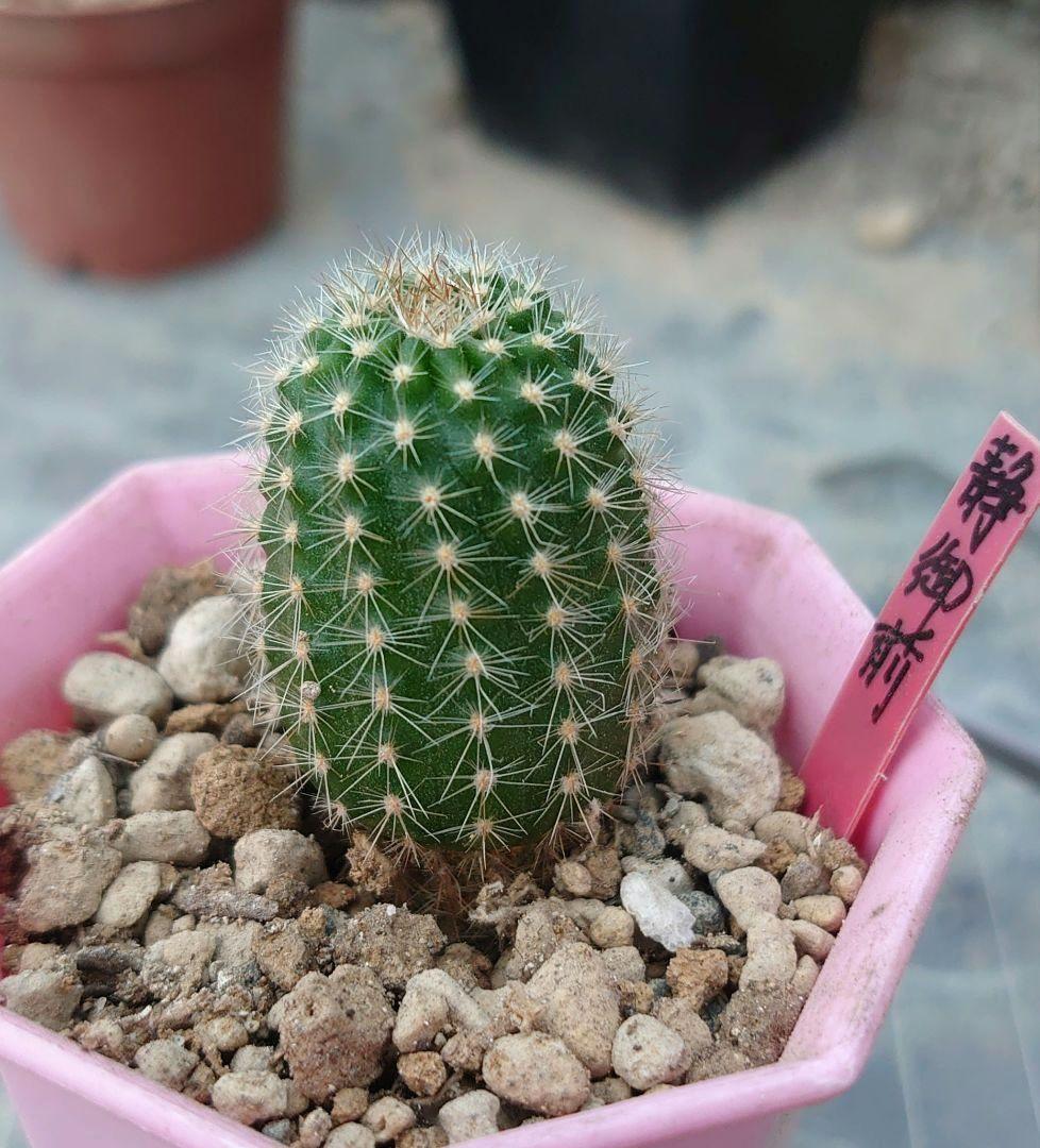 な*ん様 花サボテン 静御前(しずかごぜん) 抜き苗 1つ 赤オレンジ美花