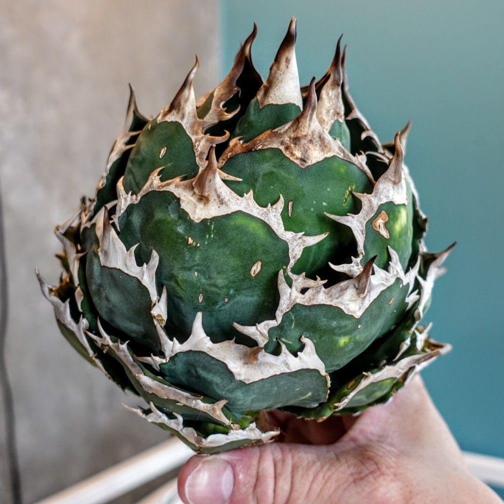 丸*ネ様 【ボール型・特大スペシャル株】アガベ・チタノタ /抜き苗発送