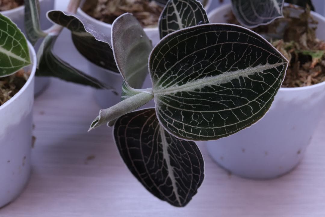 まとめ売り 11株】アネクトキルス ロクスバーギー3種 - メルカリ