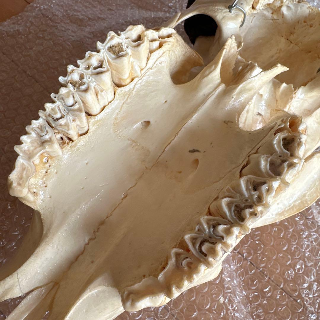 値下げしました！バッファロースカル 牛頭蓋骨 壁掛け彫像 カウボーイ