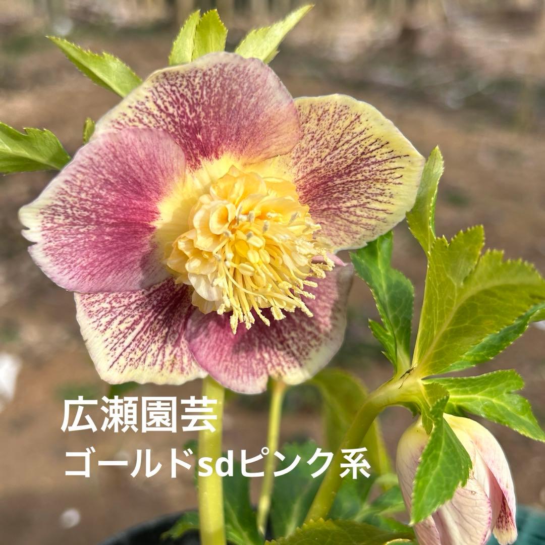 クリスマスローズ開花株【広瀬園芸】ゴールドsdピンク系 - メルカリ