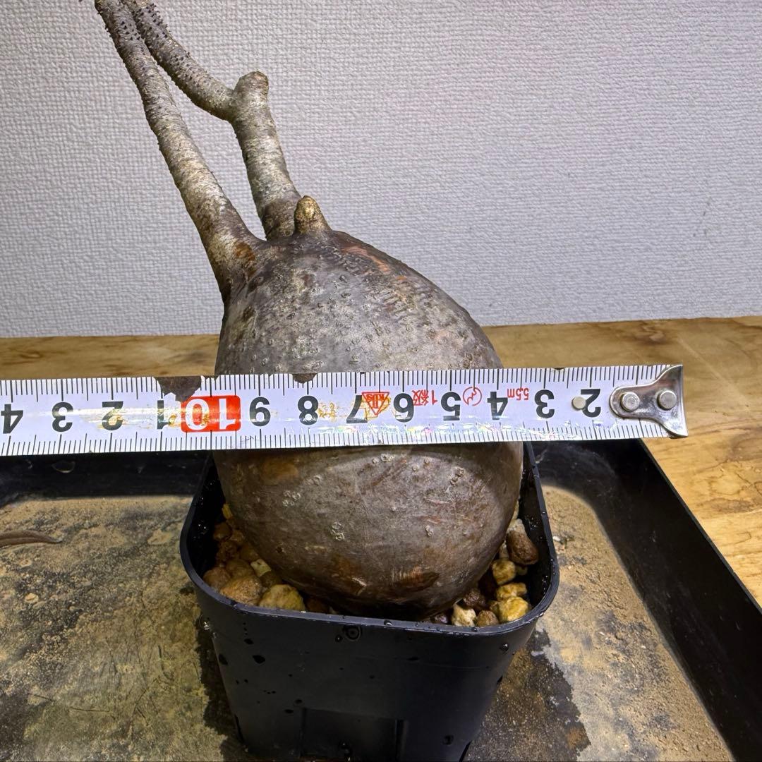 パキポディウム グラキリス 現地球 発根管理中 - メルカリ