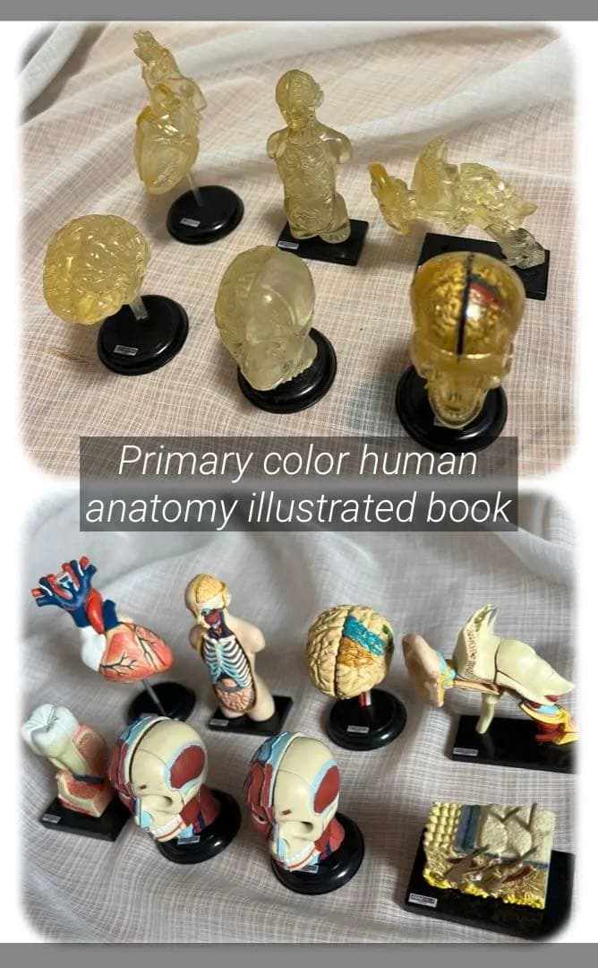 YUJIN 原色人体解剖図鑑/他1種含む14種15個セット 原色人体解剖図鑑｜商品情報｜タカラトミーアーツ