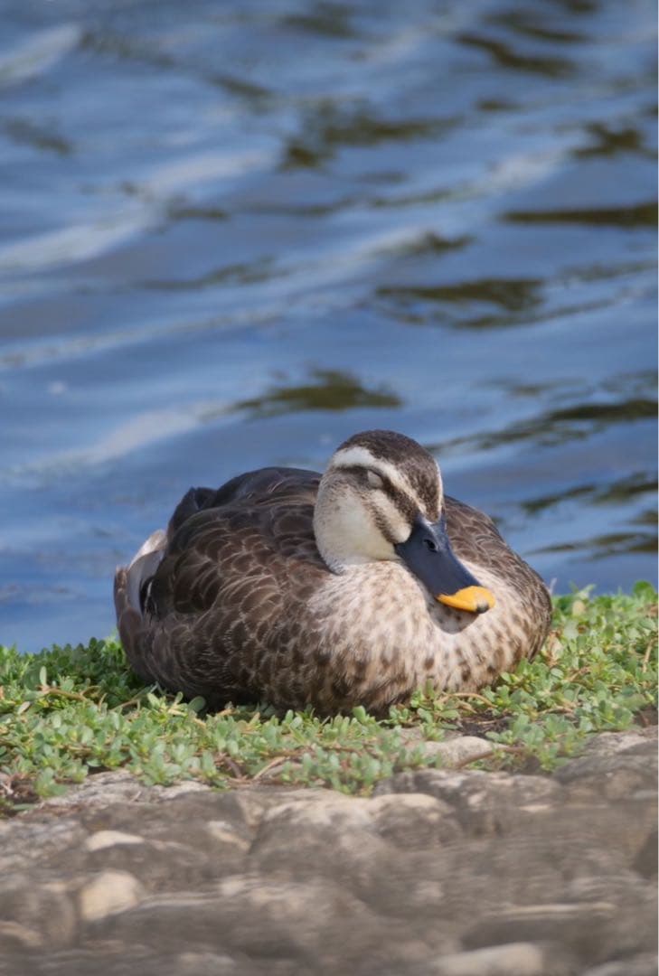 OLYMPUS 超望遠ズームレンズ 75-300mm F4.8-6.7 II