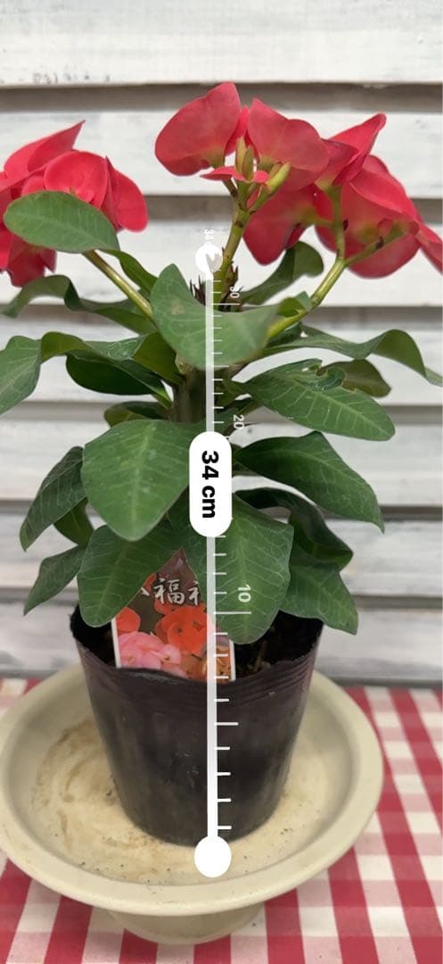 ハナキリン 八福神 ポット鉢土付き苗 お届け後このまま飾れます 室内